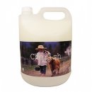 체리쉬퍼피 이미지