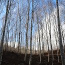 국립 김천치유의 숲 자작나무 이미지