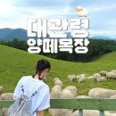 하얀목장 | [강원도/대관령] 강원도 필수 여행지 대관령 양떼목장 9월 방문 후기