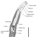 탁자볼락(Sebastes taczanowskii) 아가미의 Microcotyle pacinkar 이미지