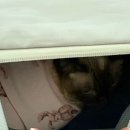 모모동물병원 | [집사일기] 콩이 천식치료! 부평동 모모동물병원을 선택한 이유