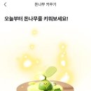 돈나무 이미지