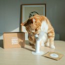 후루네 | 고양이 캣닢 가루 장난감 안전한 소재로 만든 후루캣 코쑤시냥 그루밍스틱