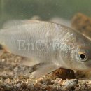 잉어물놀이 이미지