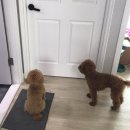 더 뷰티 독 이미지