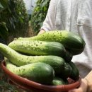 투어 팜(TOUR FARM) 이미지