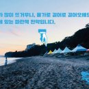 코코넛서프