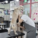 초량애견 이미지