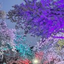 밤 꽃놀이 과천경마공원 이미지