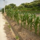 도열농장 이미지