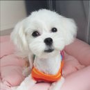 아띠그루밍 이미지