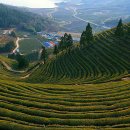 보성상회 이미지