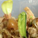 흰털군자란 Haemanthus, (Shaving Brush) 씨앗이~~~ 이미지