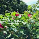 오즈스윗홈 이미지