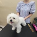 브리앙뚜뚜 네이버블로그