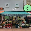 늘푸레