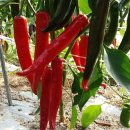 빨간고추 이미지