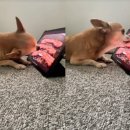 화면속으로 이미지