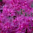 비너스타 이미지