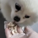 참치가게 Daum카페