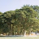 관매도 후박나무 이미지