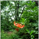 나리반점 이미지