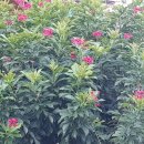 상원전기 - 중구 병영성4길 69 | 상원전기