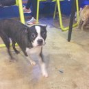 모모몽 애견까페 이미지