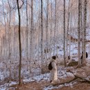 원대리 자작나무숲 이미지