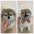 아토,사랑스러워 이미지