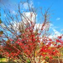 대원공원(분수대) 이미지