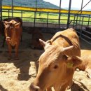 지당목장 이미지