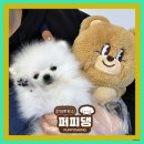 퍼피댕 강아지분양 안심분양소 광명점 말티푸 미니비숑 토이푸들 이미지