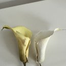 솔기프트 이미지