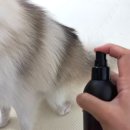 프루피 | [강아지 진드기 퇴치제 추천] 리꼬르소 프루피 스프레이 사용 후기🌞여름철 산책 필수템!