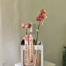 메이플라워치과기공소 | 대전개업화분 고민끝! 당일배달도 가능한 대전꽃집 오엔젤플라워