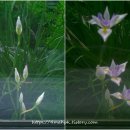 아이리스 이미지