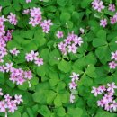 하늘마루 이미지