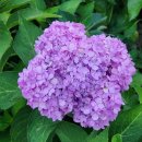 파인트리하우스 이미지