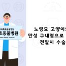 (주)정성치과덴탈랩 정성덴탈랩 | 광주 고양이 치과 - 노령묘 고양이의 만성 구내염으로 인한 전발치 수술 Case[광주 치과 동물병원...