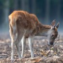 사슴은 꽃이었다 이미지