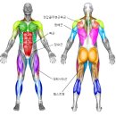 배를 들어가게 하는 근육은 복근 뿐 아니다 이미지