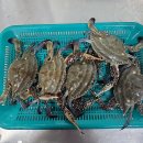 5월 8일 판매생선 (활뻘낙지(소),생물암치홍어(싱싱),살살치,활암꽃게,참다랑어회,급냉갑오징어(특),반건조참돔,반건조삼치) 이미지