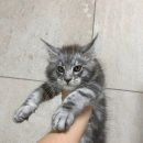 Tanicoon 네이버블로그