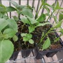 한국슈퍼 이미지