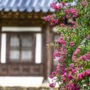 꽃과 한옥 이미지