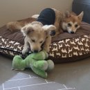 포포(For paw) | 도래울 마을 애견 유치원/ 미용실 포포 For Paw 다녀왔두