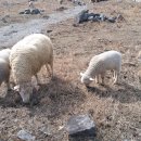 광주목장 이미지