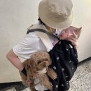 봄달 | 아기띠 산책 필수템_봄달 망토 내돈내산 구매후기