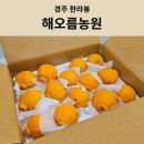 해오름농장 | [경주한라봉] 겨울선물 맛있는 신라봉 농장 추천 '해오름농원' 내돈내산 솔직후기